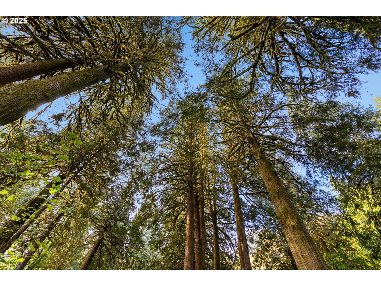 Listing photo 5 of 36, 0000 NE Cedar Creek RD, Woodland, WA, 98674