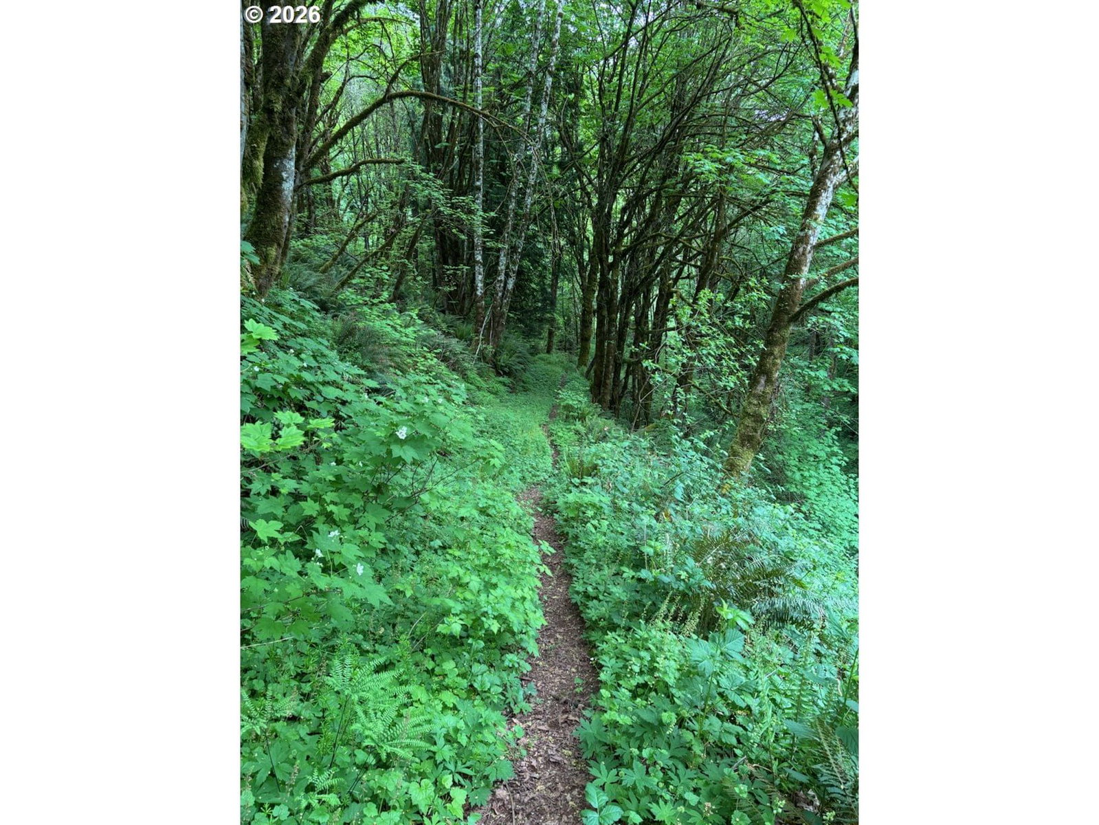 Listing photo 4 of 4, 0 Green Mountain RD, Kalama, WA, 98625
