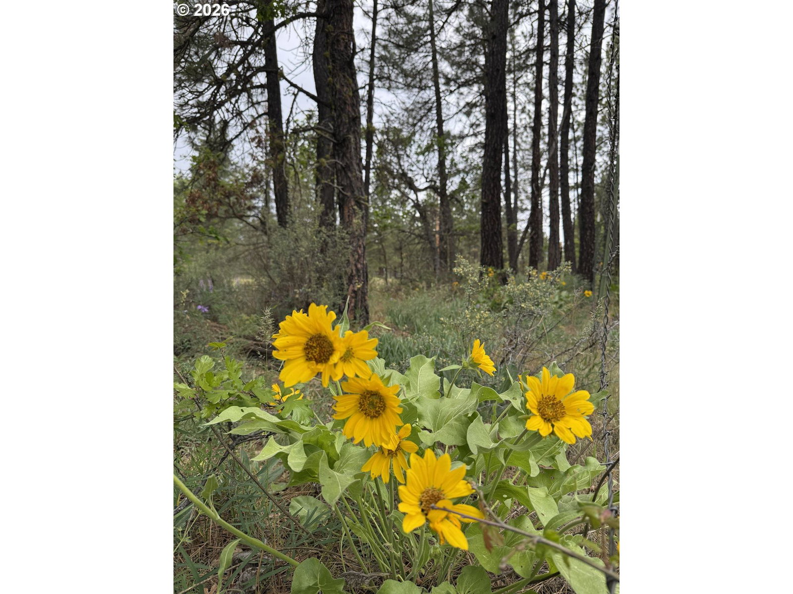 Listing photo 4 of 41, Old Mountain Rd., Goldendale, WA, 98620