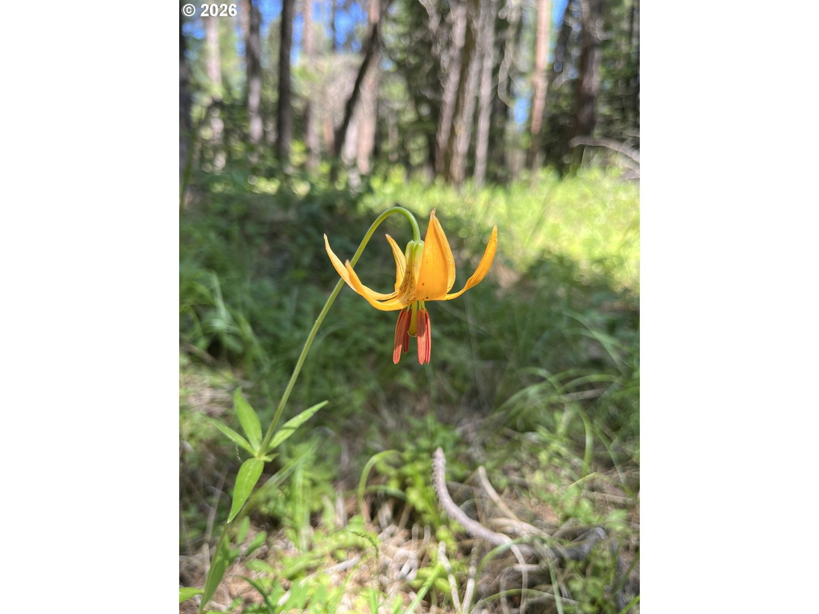 Listing photo 5 of 41, Old Mountain Rd., Goldendale, WA, 98620