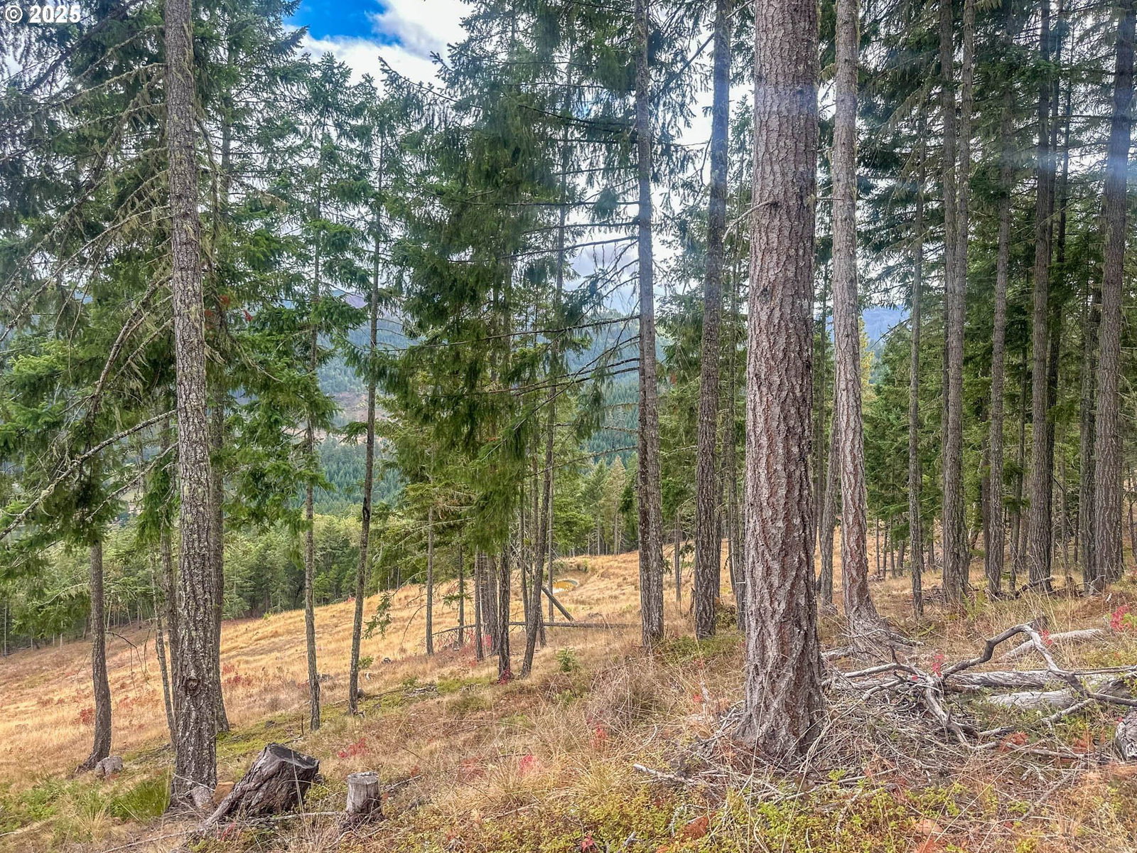 Listing photo 4 of 20, 584 BUZZ MOUNTAIN LN, Roseburg, OR, 97471